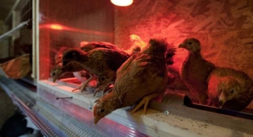 Délka denního světla u nosnic v zimě, pravidla a světelný režim